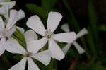 Sticky catchfly